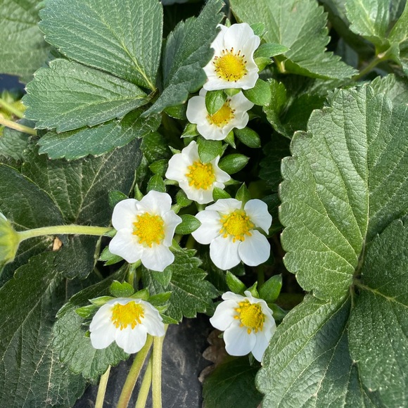 Meet your Posher, Mona - Picture 2 of 2